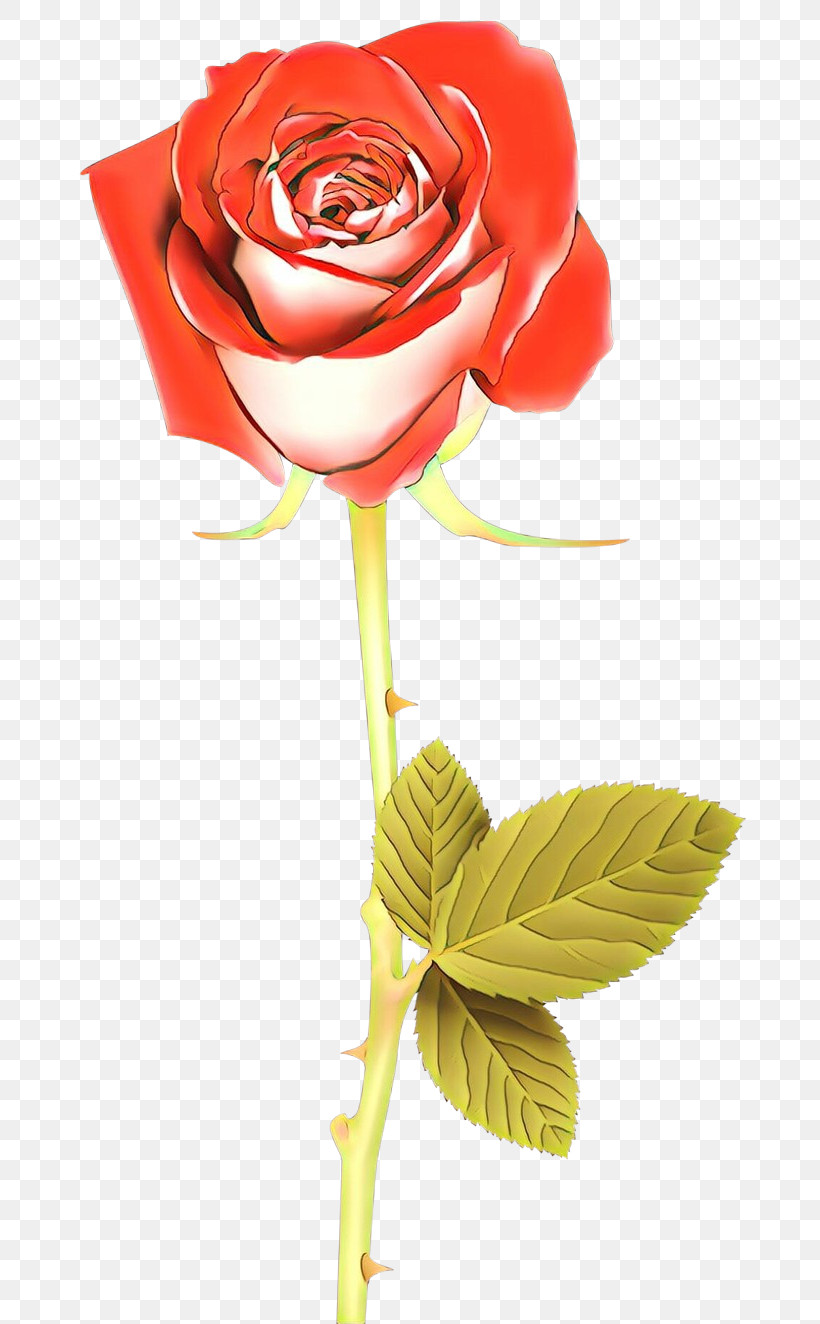 Garden Roses, PNG, 700x1324px, Rose, Cut Flowers, Flower, Garden Roses, Petal Download Free