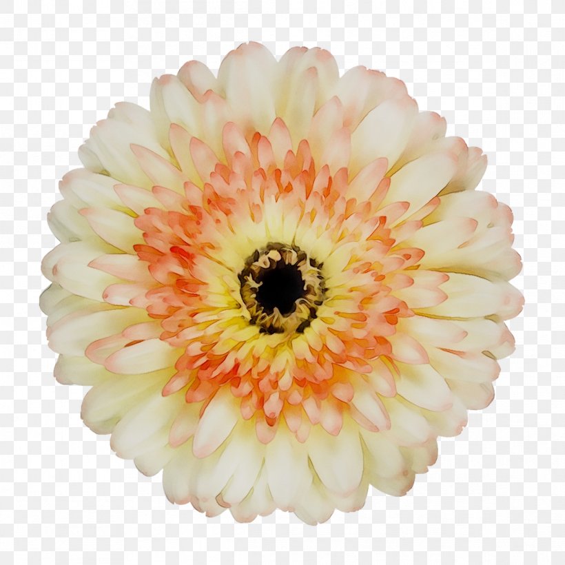 Transvaal Daisy Yellow Cut Flowers, PNG, 1167x1167px, Transvaal Daisy, Artificial Flower, Barberton Daisy, Chrysanths, Cut Flowers Download Free