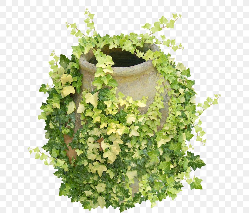 Common Ivy Vine Houseplant Hedera Hibernica, PNG, 637x700px, Common Ivy, Bulb, Container Garden, Garden, Gardening Download Free