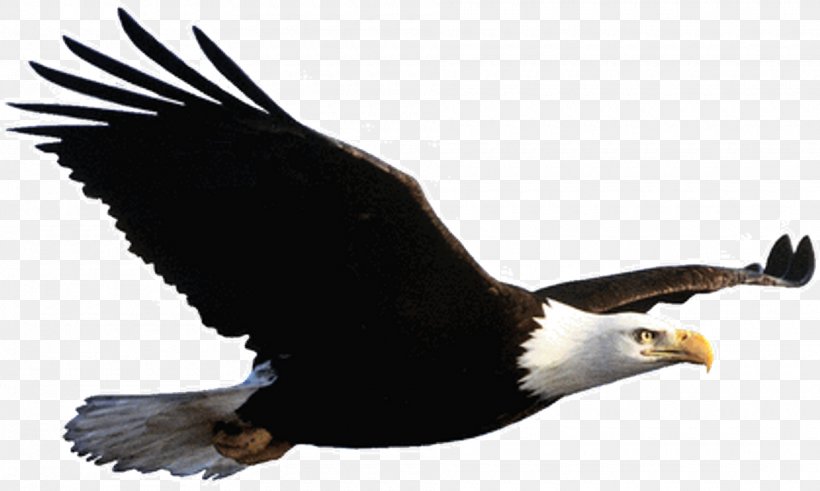 Phoenix Bird, PNG, 1920x1150px, Bald Eagle, Accipitridae, Aloe Vera, Andean Condor, Beak Download Free