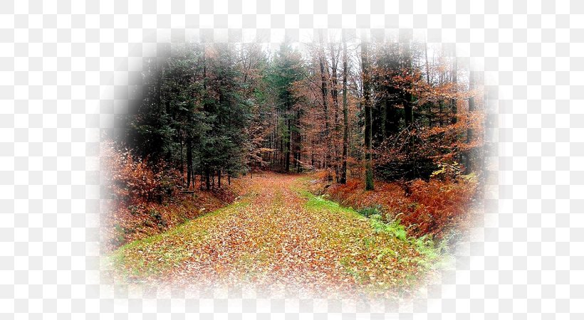 Temperate Broadleaf And Mixed Forest Woodland Nature Reserve Tree, PNG, 600x450px, Woodland, Autumn, Biome, Broadleaved Tree, Computer Download Free
