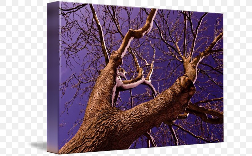 Wood /m/083vt, PNG, 650x506px, Wood, Antler, Branch, Plant, Purple Download Free
