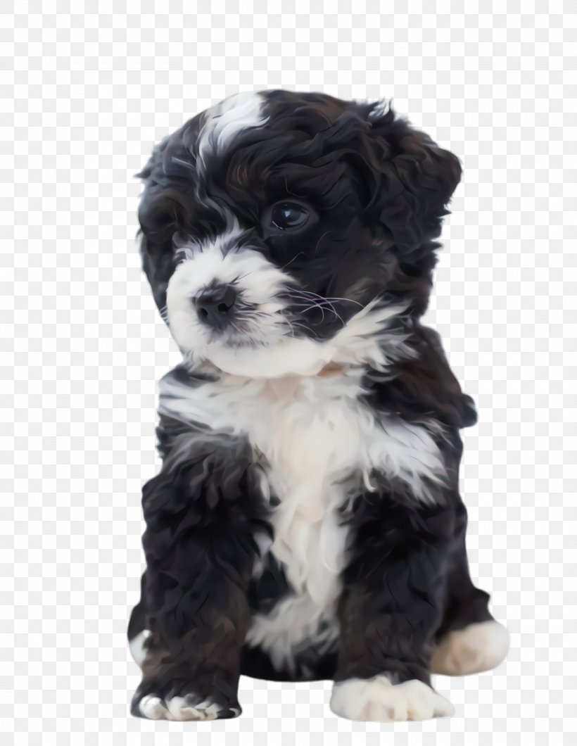 Cute Dog, PNG, 1760x2276px, Cute Dog, Animal, Bichon, Bolonka, Breed Download Free
