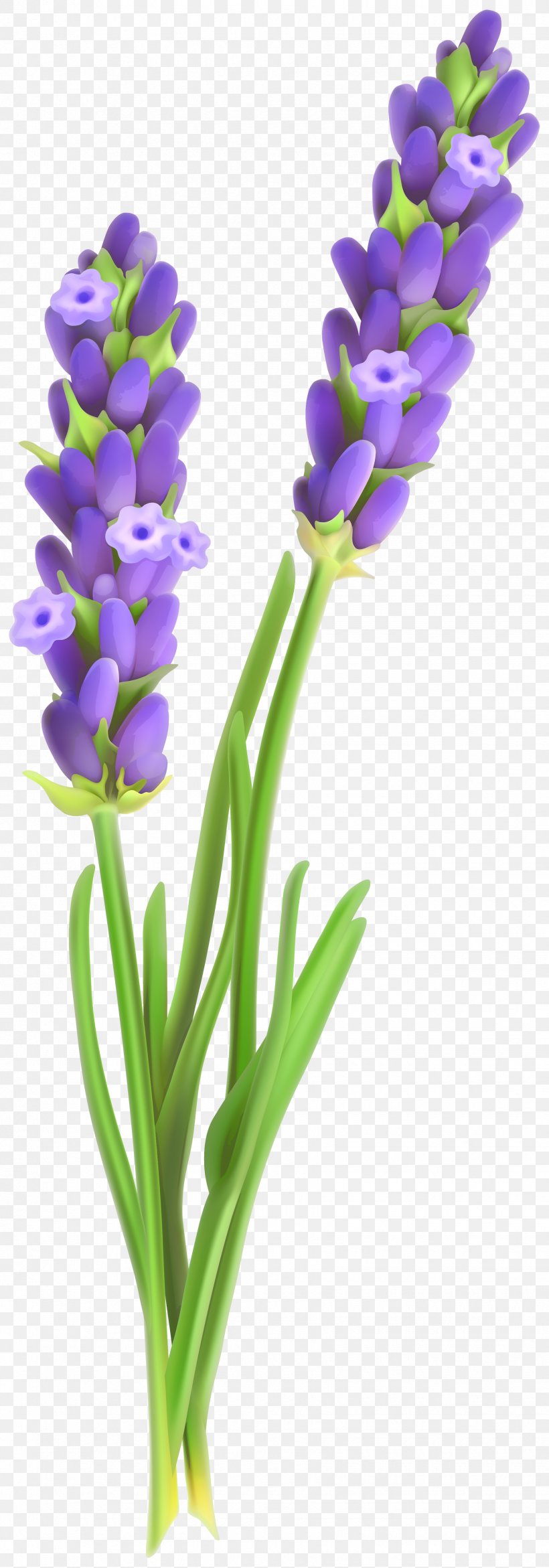 Flower Clip Art, PNG, 1750x5000px, Lavender, Blog, Color, Dots Per Inch, Flower Download Free