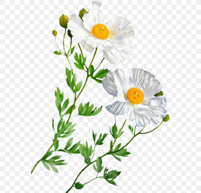 Oxeye Daisy Flower Entertainment Бутон, PNG, 566x789px, Oxeye Daisy, Advertising, Annual Plant, Chamaemelum Nobile, Chrysanthemum Download Free