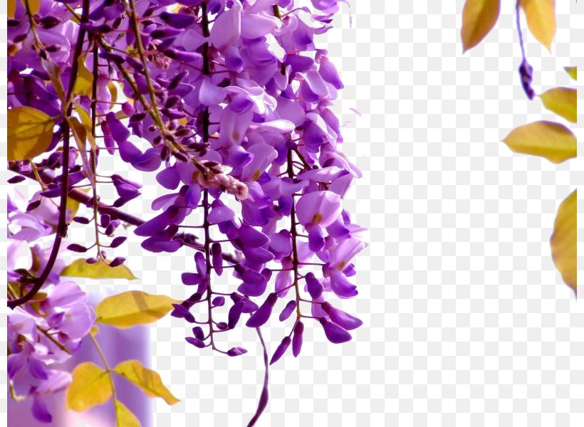 Wisteria Sinensis Wisteria Floribunda Flower Seed Vine, PNG, 800x600px, Wisteria Sinensis, Blossom, Bonsai, Branch, Common Sunflower Download Free