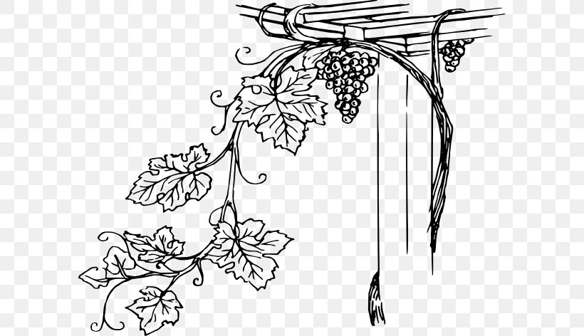 Common Grape Vine Wine Concord Grape Clip Art, PNG, 600x472px, Common Grape Vine, Area, Black, Black And White, Branch Download Free