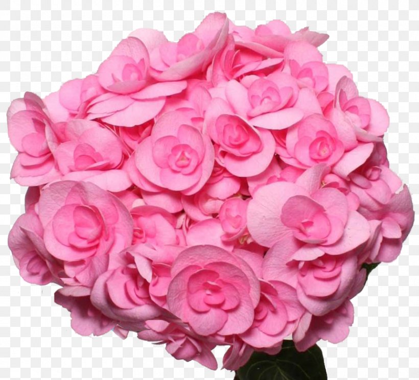 Cut Flowers Garden Roses Hydrangea Plant, PNG, 860x781px, Flower, Artificial Flower, Begonia, Centifolia Roses, Cornales Download Free