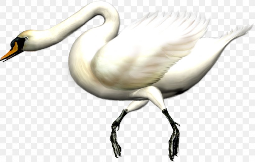Cygnini Bird Swan Goose Domestic Goose, PNG, 1051x669px, Cygnini, Animal, Beak, Bird, Coreldraw Download Free