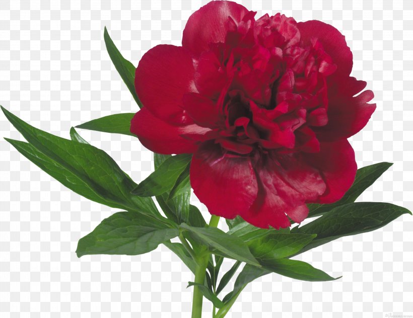 Moutan Peony Flower Clip Art Illustration, PNG, 3250x2507px, Peony, Annual Plant, Carnation, Cut Flowers, Flower Download Free