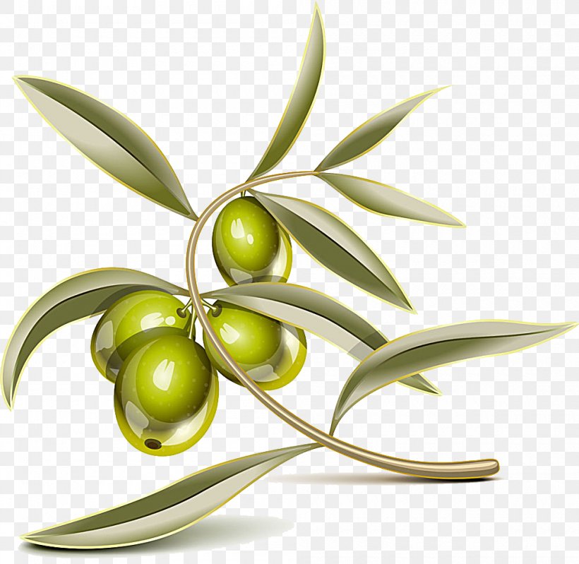 Olive Leaf Olive Branch Clip Art, PNG, 1000x975px, Olive, Branch, Flowering Plant, Food, Fruit Download Free