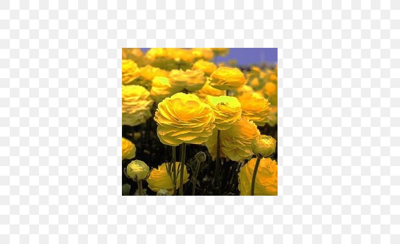 Ranunculus Asiaticus Yellow Flower Bulb Petal, PNG, 500x500px, Ranunculus Asiaticus, Annual Plant, Botany, Bulb, Buttercup Download Free