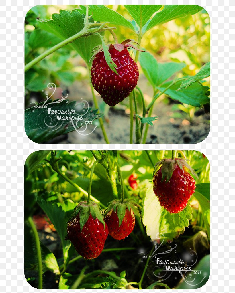 Raspberry Food Loganberry Strawberry, PNG, 680x1024px, Raspberry, Auglis, Berry, Blackberry, Dewberry Download Free