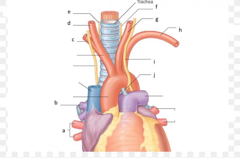 Recurrent Laryngeal Nerve Mediastinum Brachiocephalic Artery Anatomy Subclavian Artery, PNG, 1520x1005px, Watercolor, Cartoon, Flower, Frame, Heart Download Free
