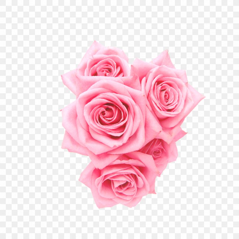 Beach Rose Garden Roses Centifolia Roses Pink Flower, PNG, 4000x4000px
