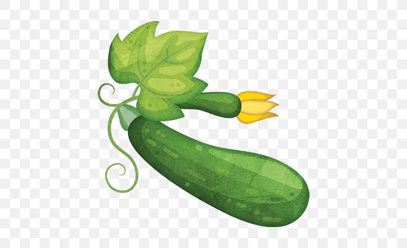Cucumber Zucchini Summer Squash Cucurbita Gourd, PNG, 500x500px, Cucumber, Basil, Coriander, Cucumber Gourd And Melon Family, Cucumis Download Free