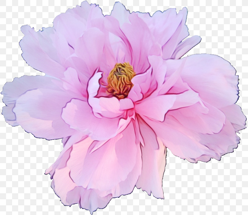 Flower Pink Petal Plant Common Peony, PNG, 815x712px, Watercolor, Chinese Peony, Common Peony, Cut Flowers, Flower Download Free