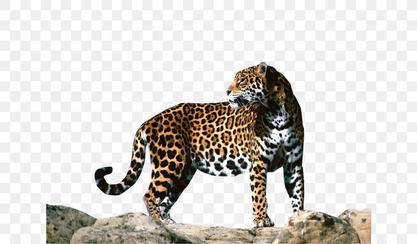 Jaguar Cars Jaguar F-Type Clip Art, PNG, 640x480px, Jaguar, Big Cats, Car, Carnivoran, Cat Like Mammal Download Free