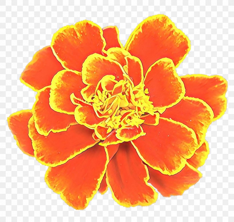 Pot Marigold Flower Clip Art Image Carnation, PNG, 1800x1711px, Pot Marigold, Carnation, Cut Flowers, Drawing, English Marigold Download Free