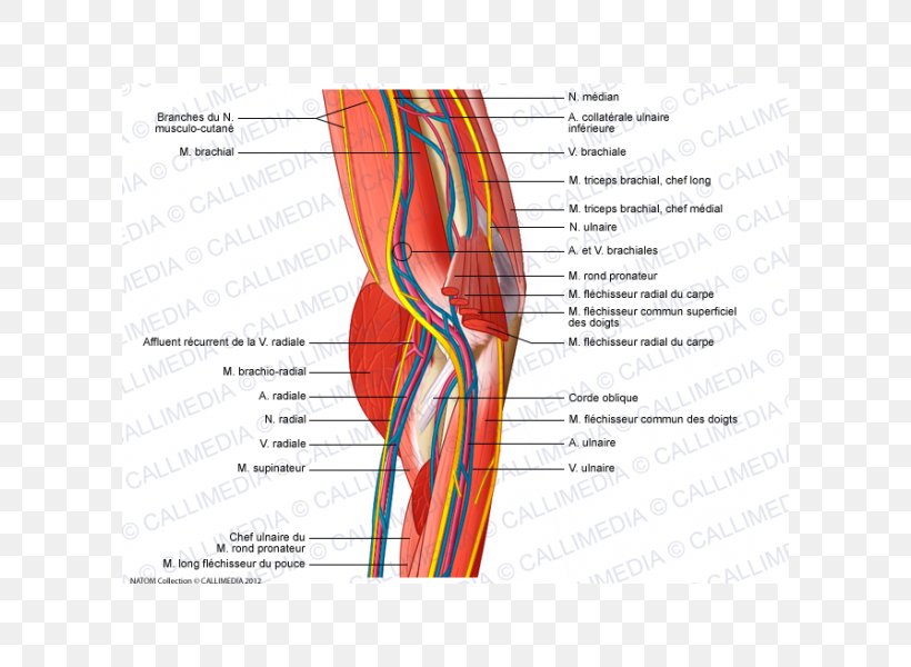Shoulder Elbow Nerve Blood Vessel Anatomy, PNG, 600x600px, Watercolor, Cartoon, Flower, Frame, Heart Download Free