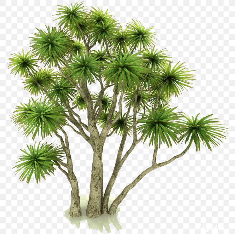 Asian Palmyra Palm Flowerpot Houseplant Autodesk 3ds Max .3ds, PNG, 781x819px, Asian Palmyra Palm, Arecales, Autodesk 3ds Max, Borassus, Borassus Flabellifer Download Free