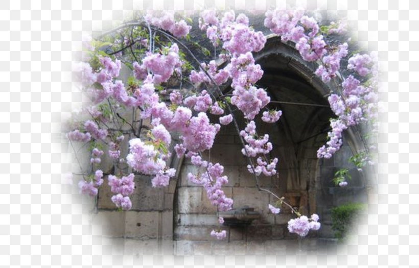 Cherry Blossom Spring ST.AU.150 MIN.V.UNC.NR AD Blog May, PNG, 700x525px, Cherry Blossom, Blog, Blossom, Branch, Flora Download Free