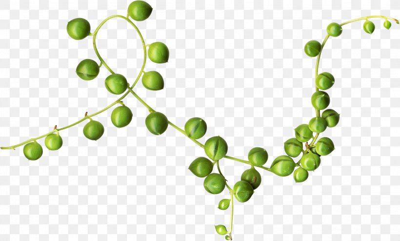 Clip Art, PNG, 2212x1335px, Pea, Bean, Body Jewelry, Branch, Fruit Download Free