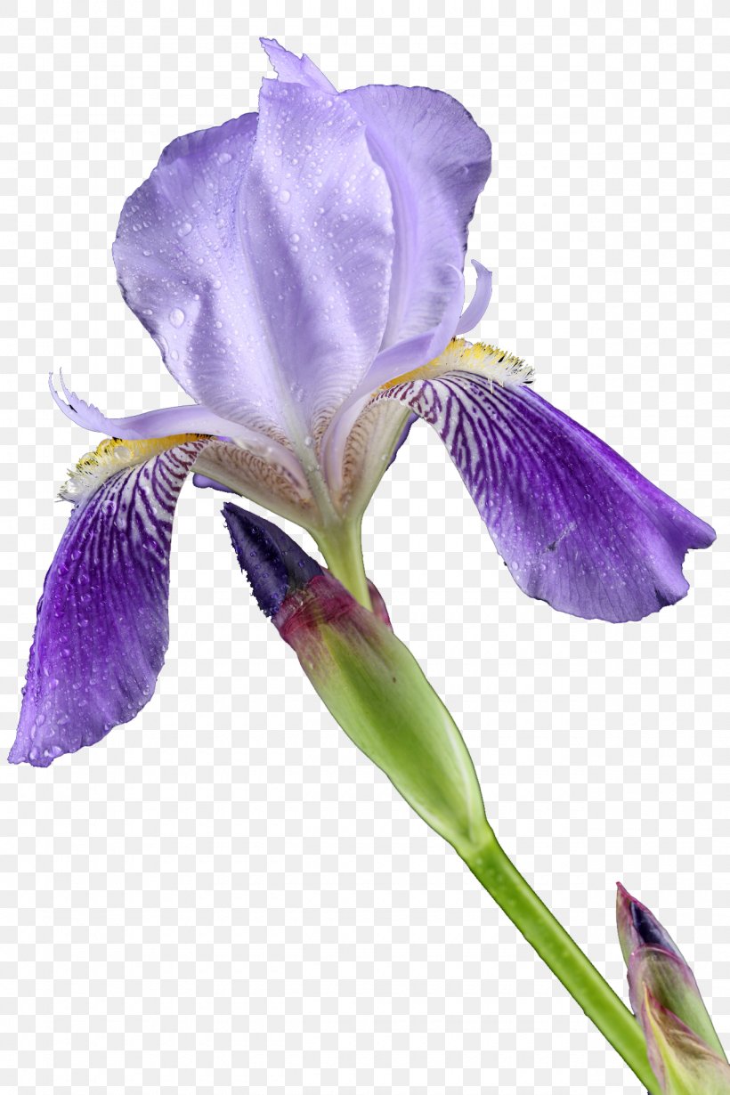 Cut Flowers Lilium Iris Croatica, PNG, 1280x1920px, Flower, Cut Flowers, Flowering Plant, Garden Roses, Iris Download Free