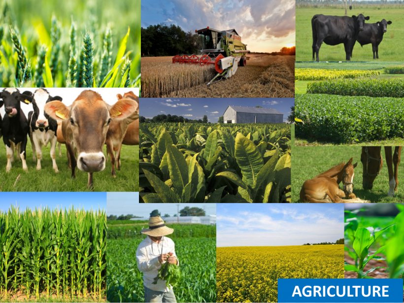 Kentucky Agriculture Natural Resource Agricultural Extension, PNG, 1500x1125px, Kentucky, Agricultural Extension, Agriculture, Cattle Like Mammal, Crop Download Free