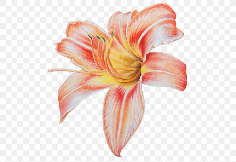 Lily Flower Cartoon, PNG, 500x562px, Stock Photography, Alstroemeriaceae, Amaryllis, Amaryllis Belladonna, Amaryllis Family Download Free