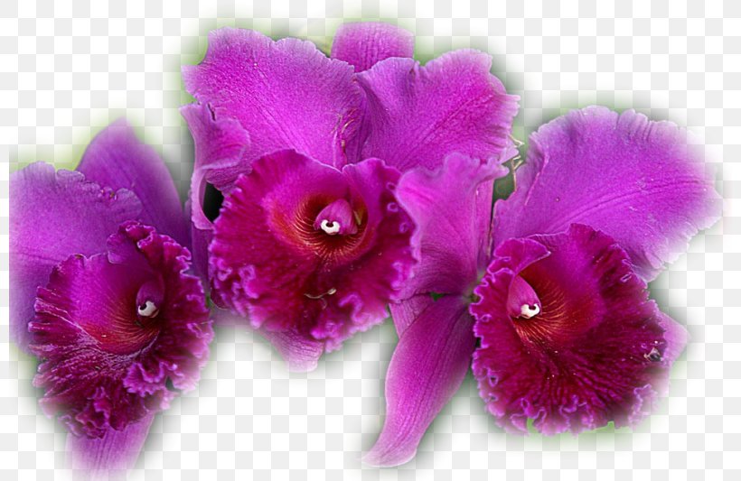 Moth Orchids Flower Clip Art, PNG, 800x533px, Moth Orchids, Cattleya, Cattleya Orchids, Flower, Flowering Plant Download Free