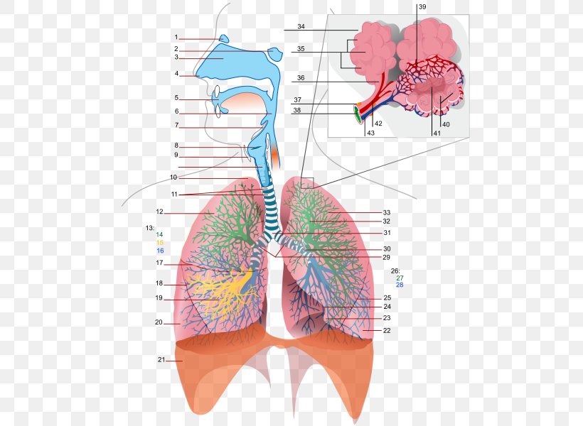 Respiratory Tract Respiratory System Respiration Bronchus Gas Exchange, PNG, 533x600px, Watercolor, Cartoon, Flower, Frame, Heart Download Free