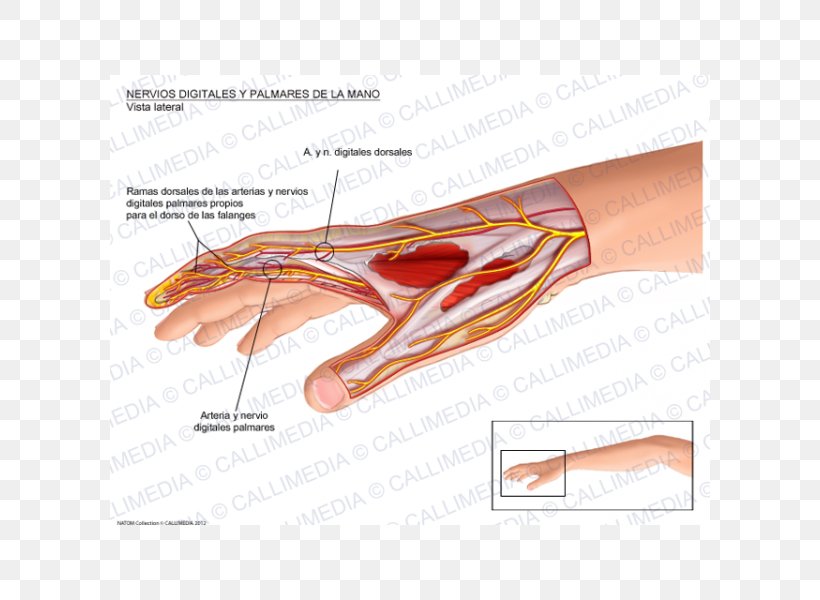Thumb Proper Palmar Digital Nerves Of Median Nerve Hand Palmar Interossei Muscles, PNG, 600x600px, Watercolor, Cartoon, Flower, Frame, Heart Download Free
