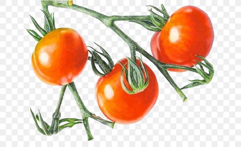 Cherry Tomato Vegetable Drawing, PNG, 675x500px, Cherry Tomato, Botanical Illustration, Botany, Bush Tomato, Clementine Download Free