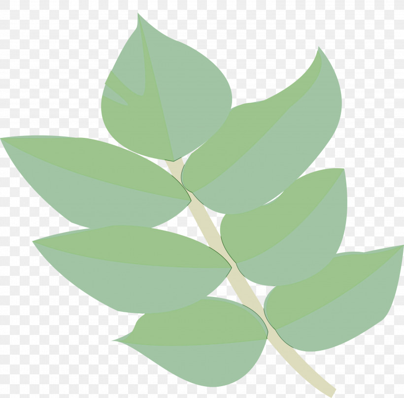 Leaf Green Plant Flower Eucalyptus, PNG, 3000x2959px, Watercolor, Eucalyptus, Flower, Green, Hypericum Download Free