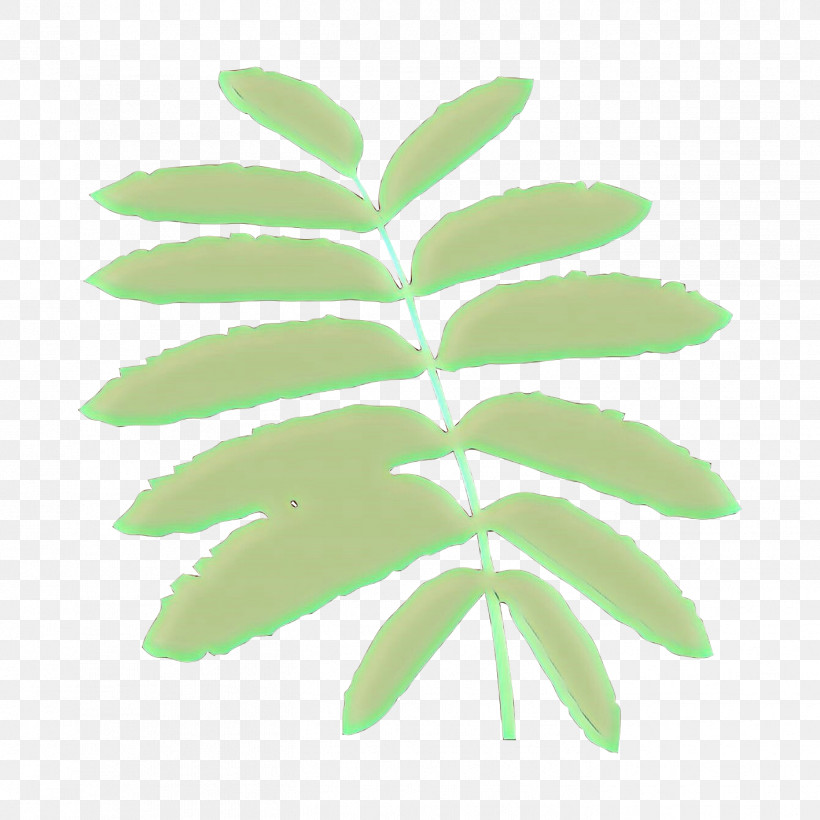 Leaf Green Plant Tree Flower, PNG, 1417x1417px, Leaf, Flower, Green, Plant, Plant Stem Download Free