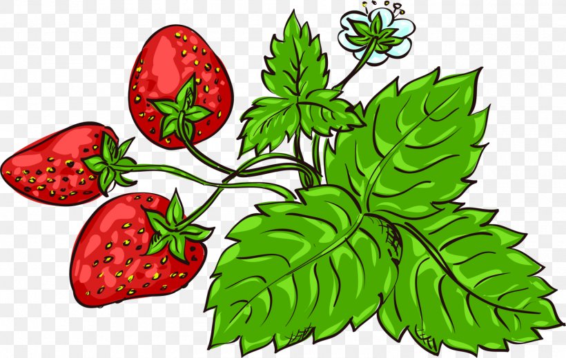 Strawberry Fragaria Viridis Aedmaasikas Clip Art, PNG, 1500x951px, Watercolor, Cartoon, Flower, Frame, Heart Download Free