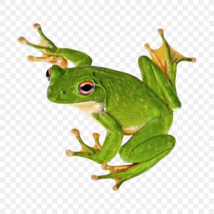 Tree Frog Stock.xchng Stock Photography, PNG, 1500x1500px, Frog, Amphibian, Istock, Lithobates Clamitans, Organism Download Free