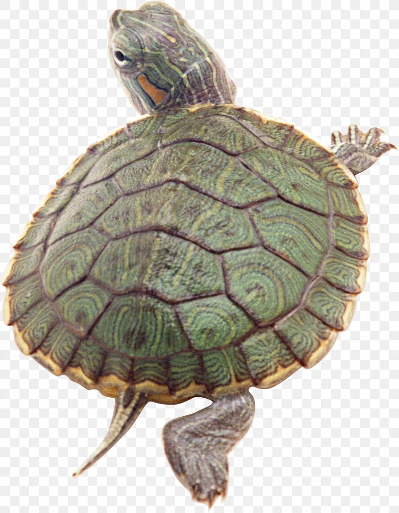 Amboina Box Turtle Reptile Pond Slider Golden Coin Turtle, PNG, 1430x1841px, Turtle, Box Turtle, Chelydridae, Emydidae, Fauna Download Free