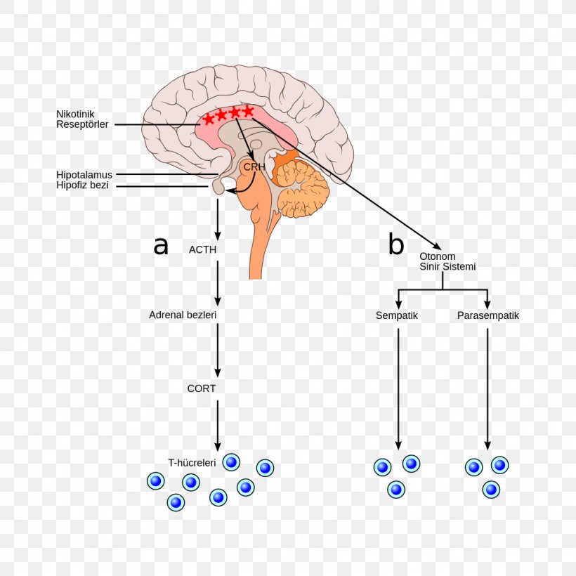 Bulbar Palsy Animal Diagram, PNG, 1024x1024px, Watercolor, Cartoon, Flower, Frame, Heart Download Free