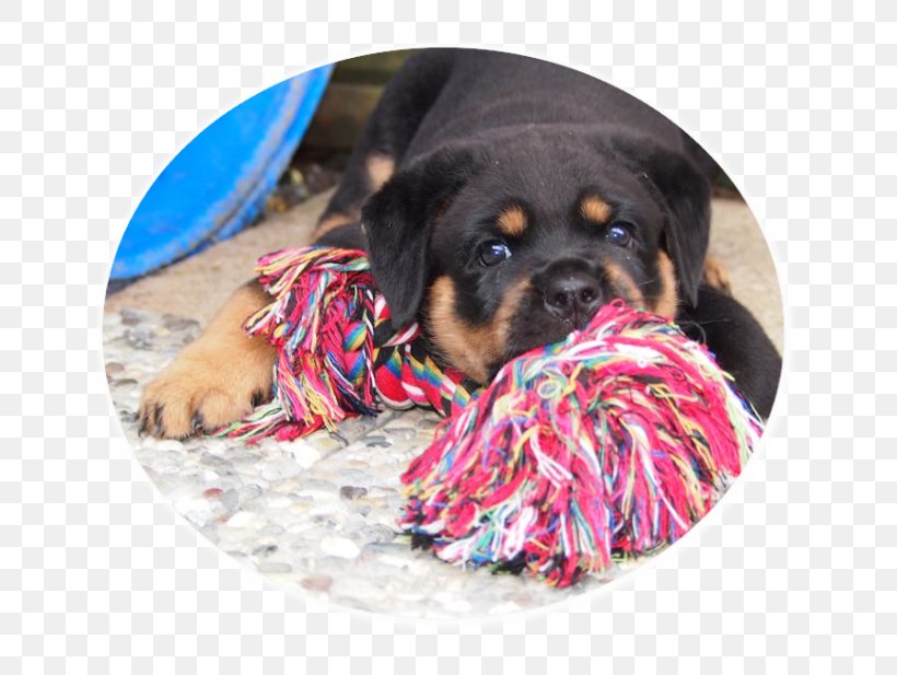 Dog Breed Rottweiler Puppy Leash Snout, PNG, 729x617px, Dog Breed, Breed, Carnivoran, Dog, Dog Collar Download Free