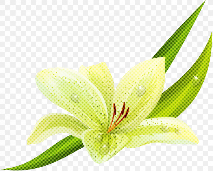 Flower Plant Amaryllis Belladonna Lily Petal, PNG, 1200x964px, Flower, Amaryllis Belladonna, Anthurium, Crinum, Daylily Download Free