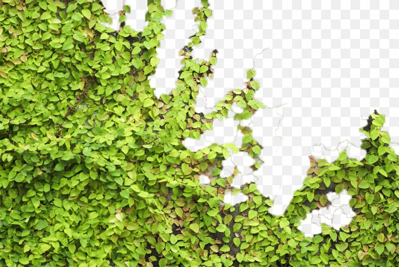 Parthenocissus Tricuspidata Tiger Euclidean Vector, PNG, 900x602px, Parthenocissus Tricuspidata, Biome, Grass, Green, Green Wall Download Free