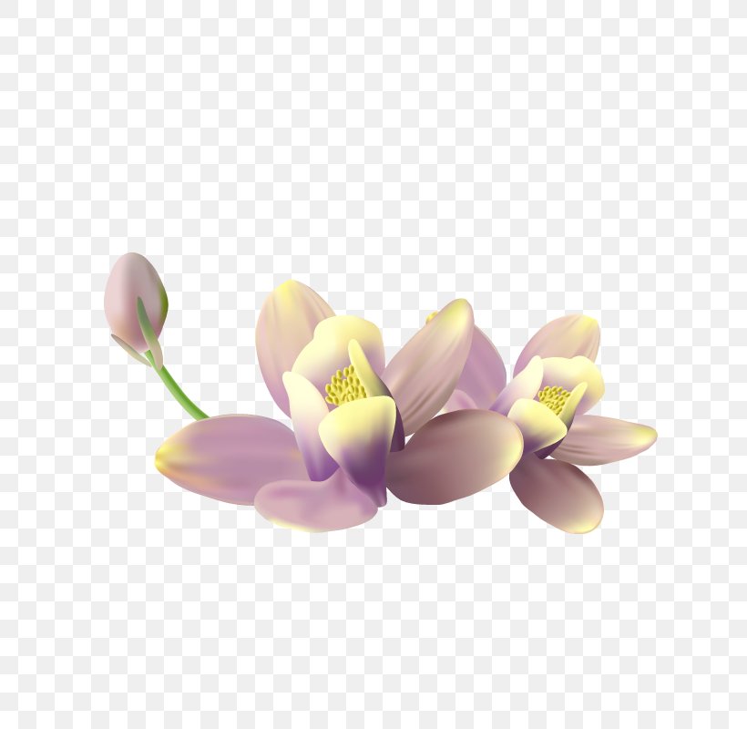 Petal Flower Clip Art, PNG, 800x800px, Petal, Blossom, Flower, Pink, Pink Flowers Download Free