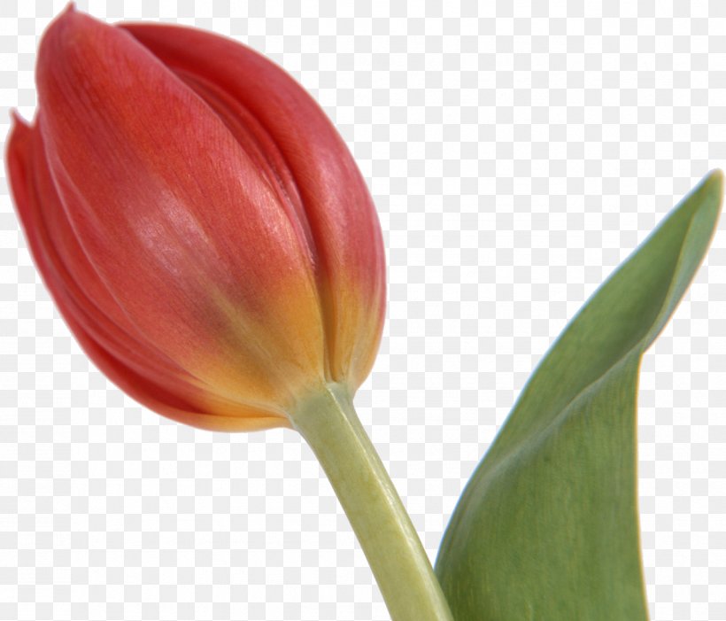 Tulip Cut Flowers Bud, PNG, 1275x1091px, Tulip, Avatar, Bud, Cut Flowers, Flower Download Free