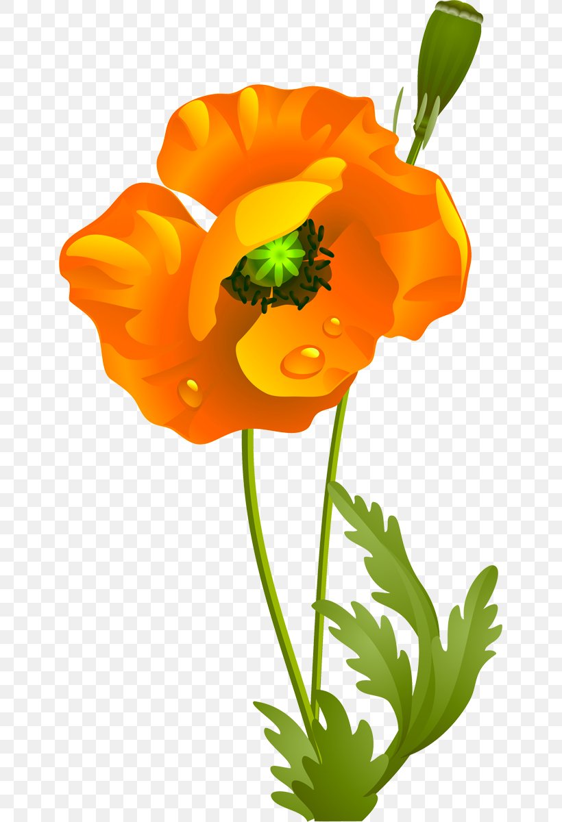 California Poppy Cut Flowers Wildflower Clip Art, PNG, 647x1200px, California Poppy, Annual Plant, Calendula, Cut Flowers, Eschscholzia Download Free