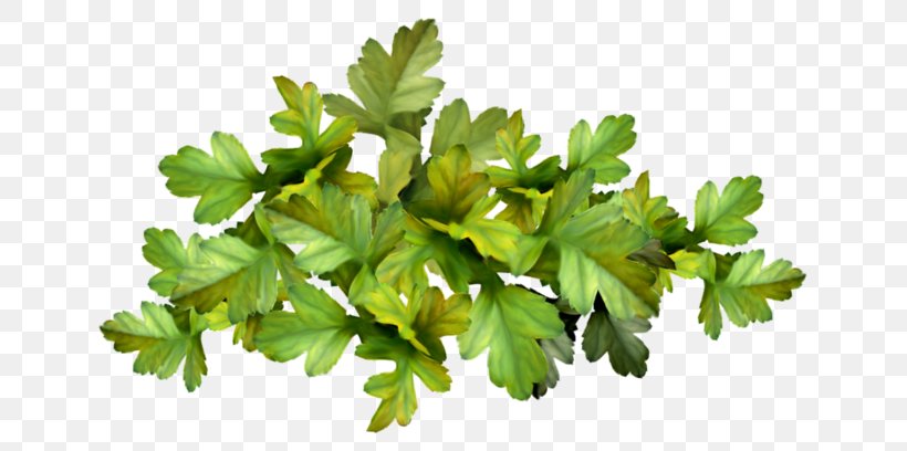 Parsley Vegetable Marjoram Herb, PNG, 699x408px, Parsley, Aromatherapy, Coriander, Deepintheforest, Green Download Free