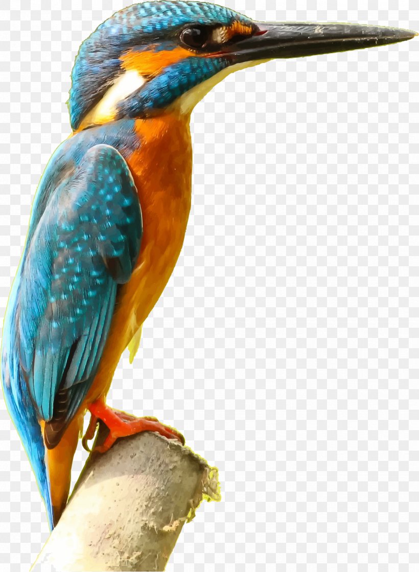 Bird Common Kingfisher Desktop Wallpaper Clip Art, PNG, 1648x2246px, Bird,  Beak, Belted Kingfisher, Common Kingfisher, Coraciiformes