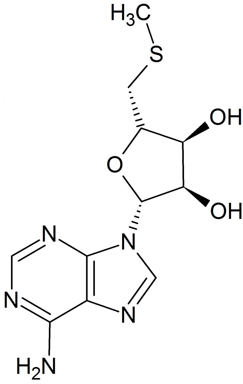 Caffeine Coffee Chemistry Theobromine Norepinephrine, PNG, 1104x1742px, Caffeine, Alkaloid, Area, Black And White, Catecholamine Download Free