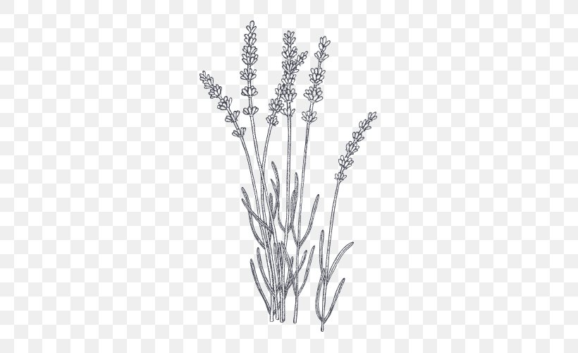 Set of outline Lavender flower bunch isolated tasmeemMEcom